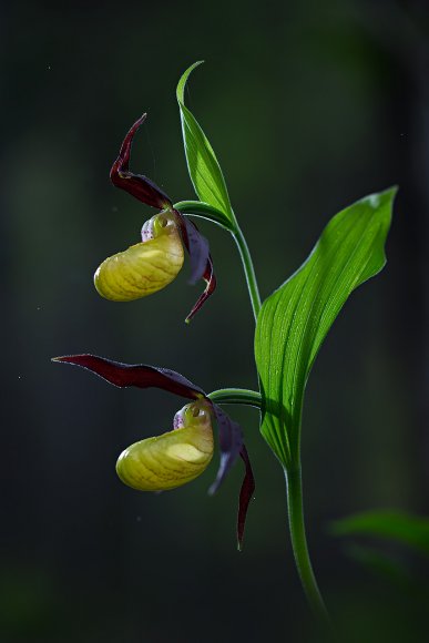 Cypripedium calceolus