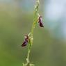 Ophrys insectifera