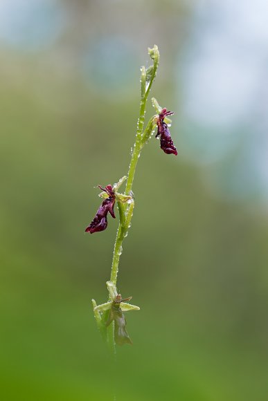 Ophrys insectifera