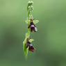 Ophrys insectifera