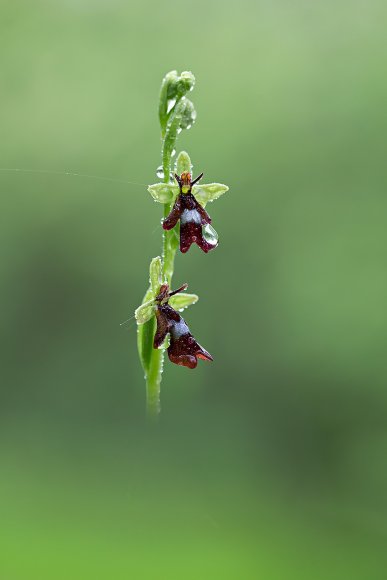 Ophrys insectifera