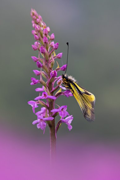 Gymnadenia conopsea