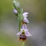 Ophrys holosericea