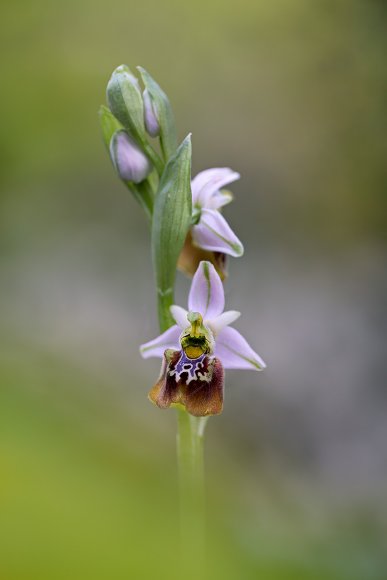 Ophrys holosericea