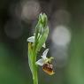 Ophrys holosericea