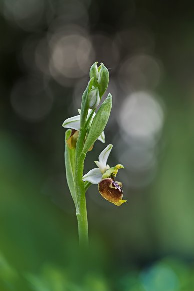 Ophrys holosericea