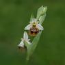 Ophrys holosericea