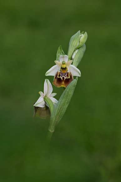 Ophrys holosericea