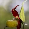 Cypripedium calceolus