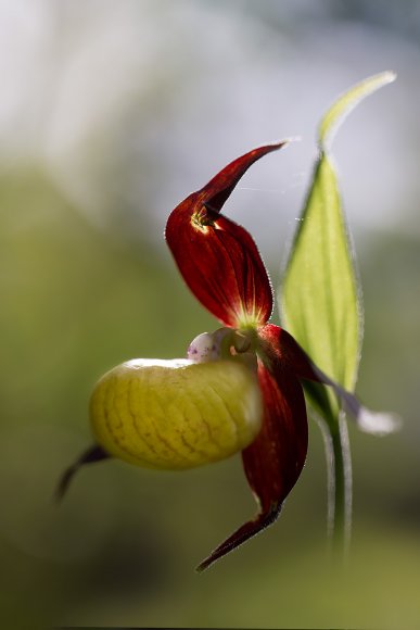 Cypripedium calceolus