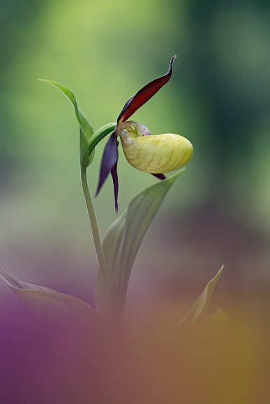 Cypripedium calceolus