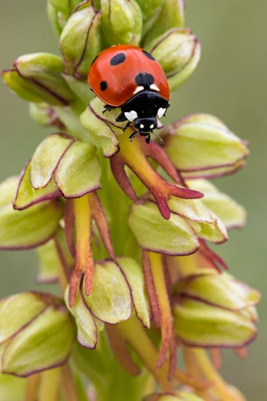 Aceras  anthropophora