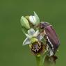 Ophrys holosericea