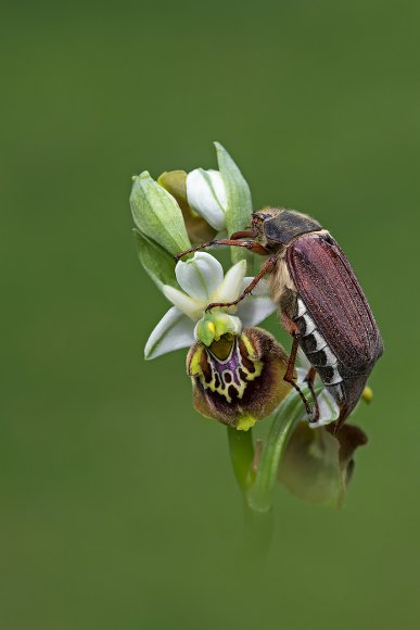 Ophrys holosericea