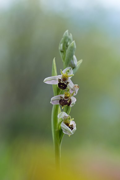 Ophrys apifera