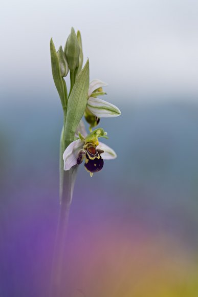 Ophrys apifera