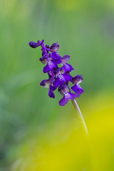 Orchis morio