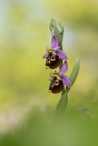 Ophrys Holosericea
