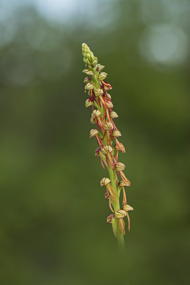 Orchis Antrophofora