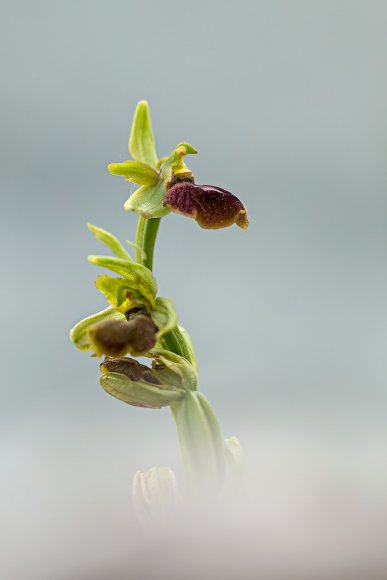 Ophrys Sphegodes