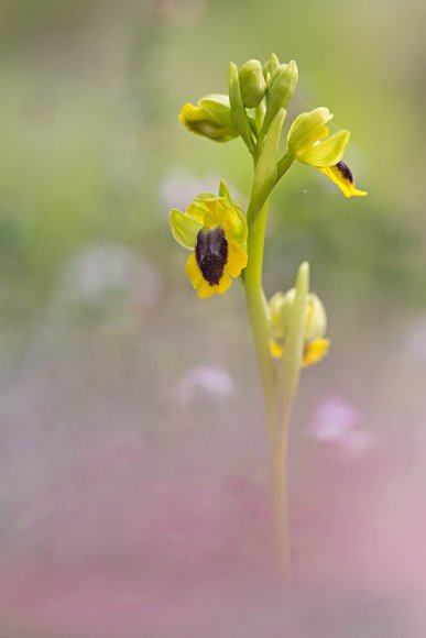 Ophrys Lutea