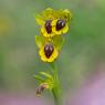 Ophrys Lutea