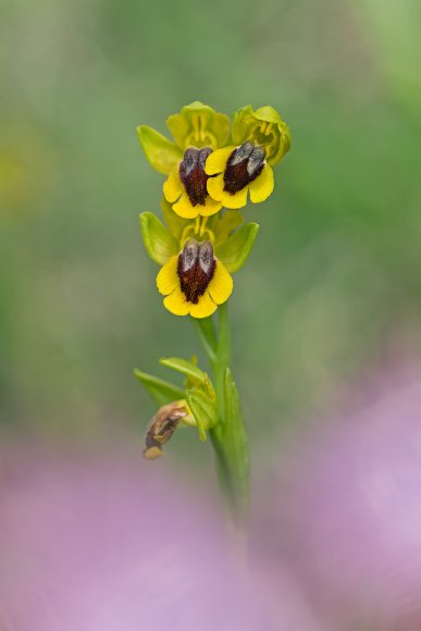 Ophrys Lutea