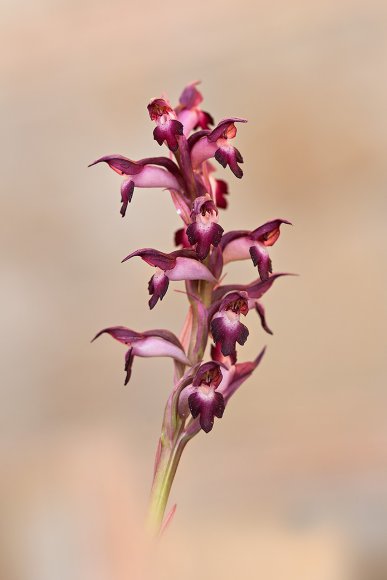 Ophrys coriophora