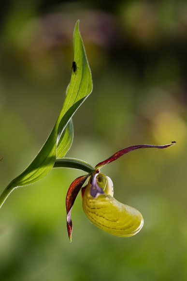 Cypripedium calceolus