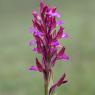 Anacamptis papilionacea