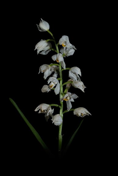 Cephalanthera longifolia