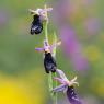 Ophrys bertolonii