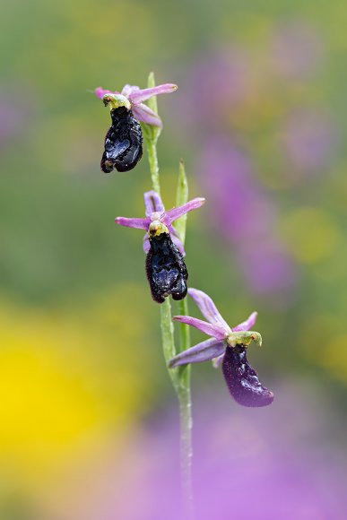 Ophrys bertolonii