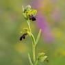 Ophrys fusca