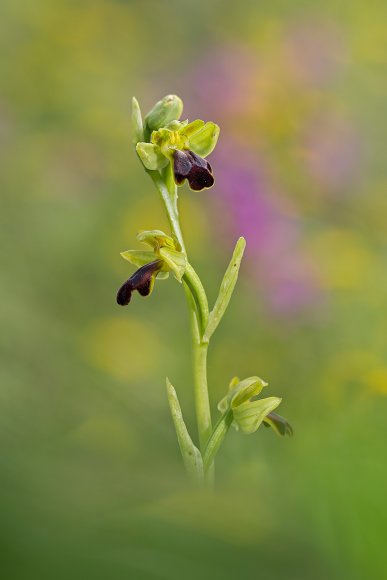 Ophrys fusca