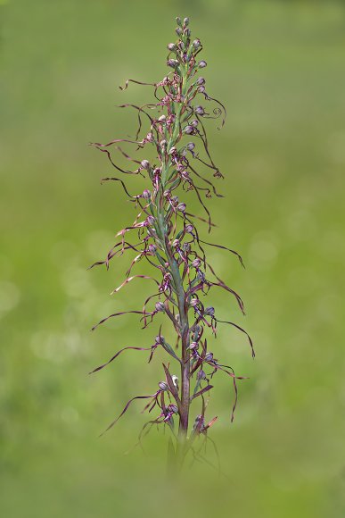 Himantoglossum adriaticum