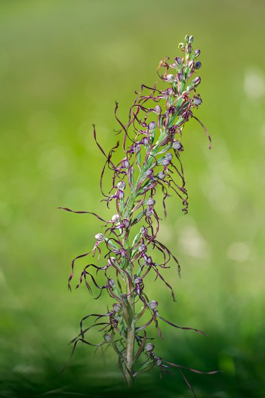 Himantoglossum adriaticum
