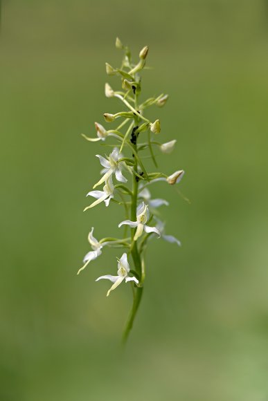 Plathanthera bifolia