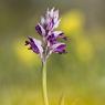 Orchis militaris