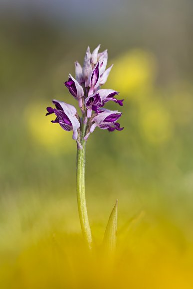 Orchis militaris