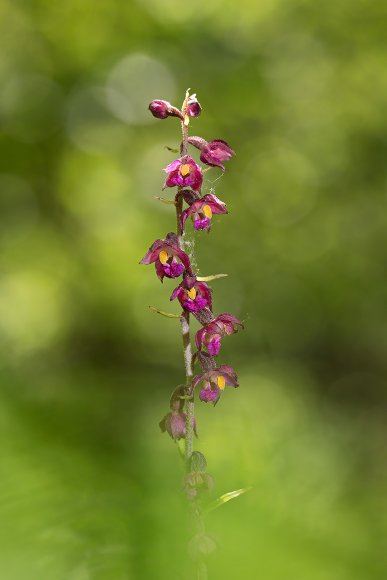 Epipactis atrorubens