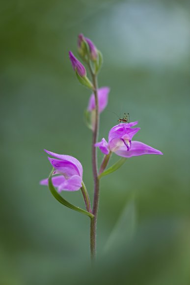 Cephalanthera rubra