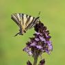  Iphiclides podalirius