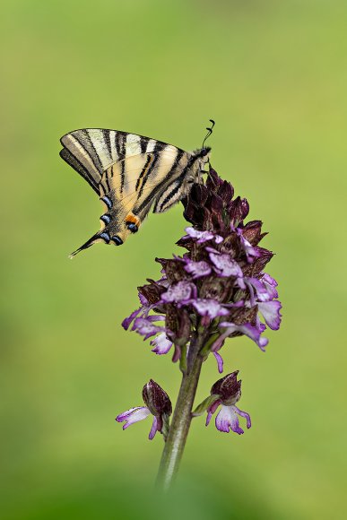  Iphiclides podalirius