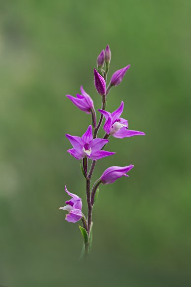 Cephalanthera rubra