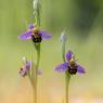 Ophrys apifera