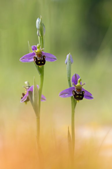 Ophrys apifera