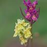 Dactylorhiza sambucina