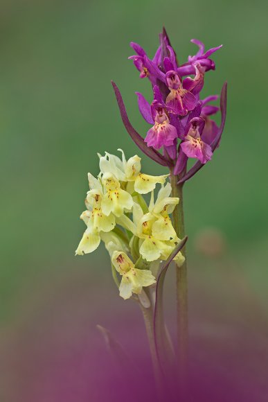 Dactylorhiza sambucina