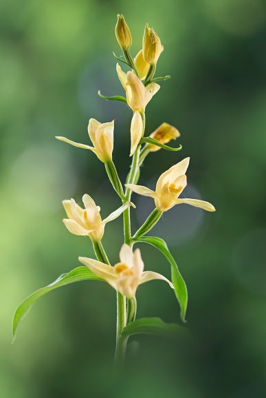 Cephalantera Damasonium